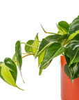 Medium Gemstone Potted Brasil Philodendron - Green Fresh Florals + Plants