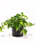 Medium Gemstone Potted Brasil Philodendron - Green Fresh Florals + Plants