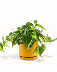 Medium Gemstone Potted Brasil Philodendron - Green Fresh Florals + Plants