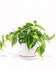 Medium Gemstone Potted Brasil Philodendron - Green Fresh Florals + Plants