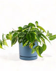 Medium Gemstone Potted Brasil Philodendron - Green Fresh Florals + Plants