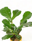 Medium Gemstone Potted Fiddle Leaf Fig - Green Fresh Florals + Plants