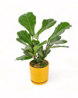 Medium Gemstone Potted Fiddle Leaf Fig - Green Fresh Florals + Plants