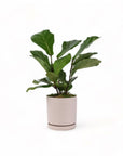 Medium Gemstone Potted Fiddle Leaf Fig - Green Fresh Florals + Plants