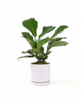 Medium Gemstone Potted Fiddle Leaf Fig - Green Fresh Florals + Plants