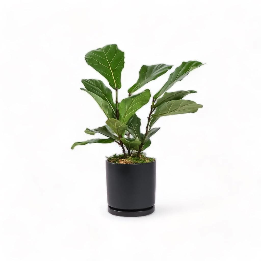 Medium Gemstone Potted Fiddle Leaf Fig - Green Fresh Florals + Plants