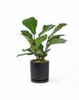 Medium Gemstone Potted Fiddle Leaf Fig - Green Fresh Florals + Plants