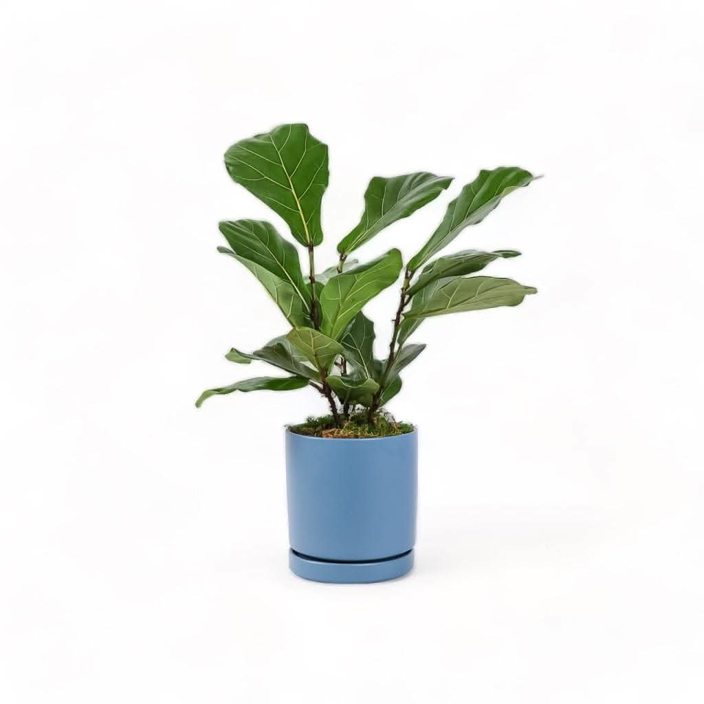 Medium Gemstone Potted Fiddle Leaf Fig - Green Fresh Florals + Plants