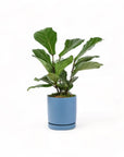 Medium Gemstone Potted Fiddle Leaf Fig - Green Fresh Florals + Plants