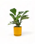 Medium Gemstone Potted Fiddle Leaf Fig - Green Fresh Florals + Plants
