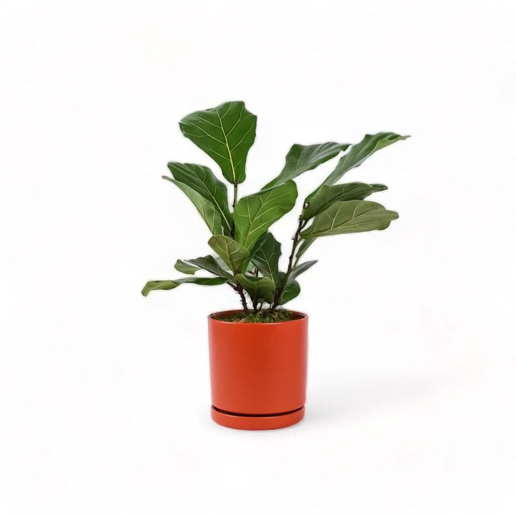 Medium Gemstone Potted Fiddle Leaf Fig - Green Fresh Florals + Plants