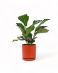 Medium Gemstone Potted Fiddle Leaf Fig - Green Fresh Florals + Plants