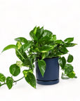 Medium Gemstone Potted Golden Pothos - Green Fresh Florals + Plants