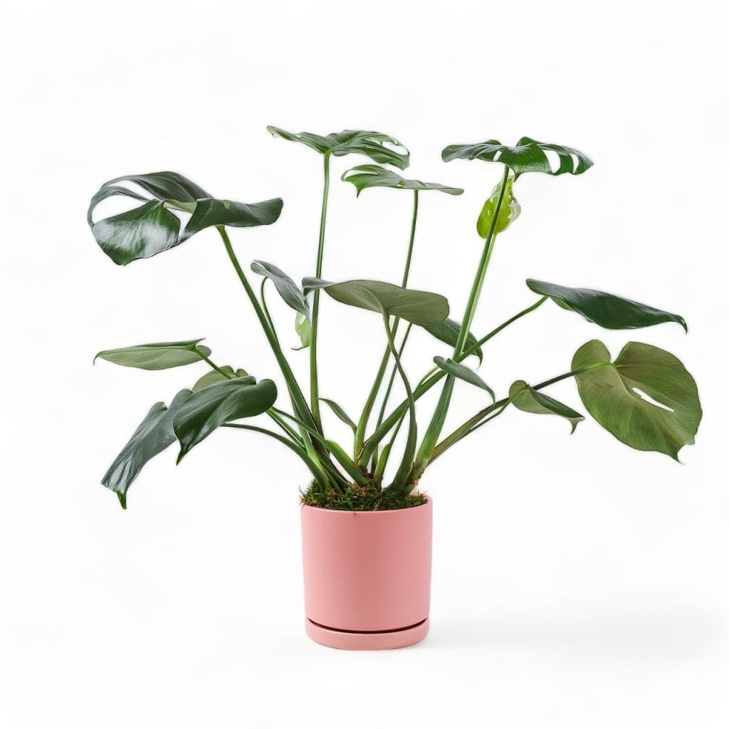 Medium Gemstone Potted Monstera Deliciosa - Green Fresh Florals + Plants