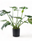 Medium Gemstone Potted Monstera Deliciosa - Green Fresh Florals + Plants