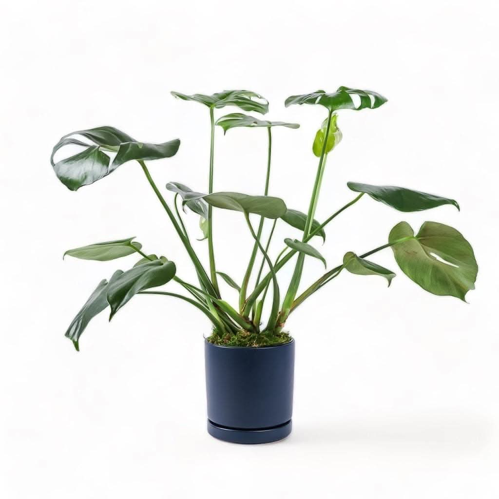 Medium Gemstone Potted Monstera Deliciosa - Green Fresh Florals + Plants