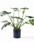 Medium Gemstone Potted Monstera Deliciosa - Green Fresh Florals + Plants