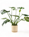 Medium Gemstone Potted Monstera Deliciosa - Green Fresh Florals + Plants