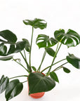 Medium Gemstone Potted Monstera Deliciosa - Green Fresh Florals + Plants