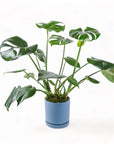 Medium Gemstone Potted Monstera Deliciosa - Green Fresh Florals + Plants