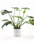 Medium Gemstone Potted Monstera Deliciosa - Green Fresh Florals + Plants