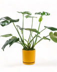 Medium Gemstone Potted Monstera Deliciosa - Green Fresh Florals + Plants