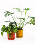 Medium Gemstone Potted Monstera Deliciosa - Green Fresh Florals + Plants