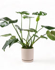 Medium Gemstone Potted Monstera Deliciosa - Green Fresh Florals + Plants