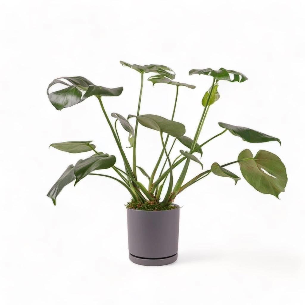 Medium Gemstone Potted Monstera Deliciosa - Green Fresh Florals + Plants
