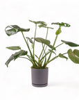 Medium Gemstone Potted Monstera Deliciosa - Green Fresh Florals + Plants