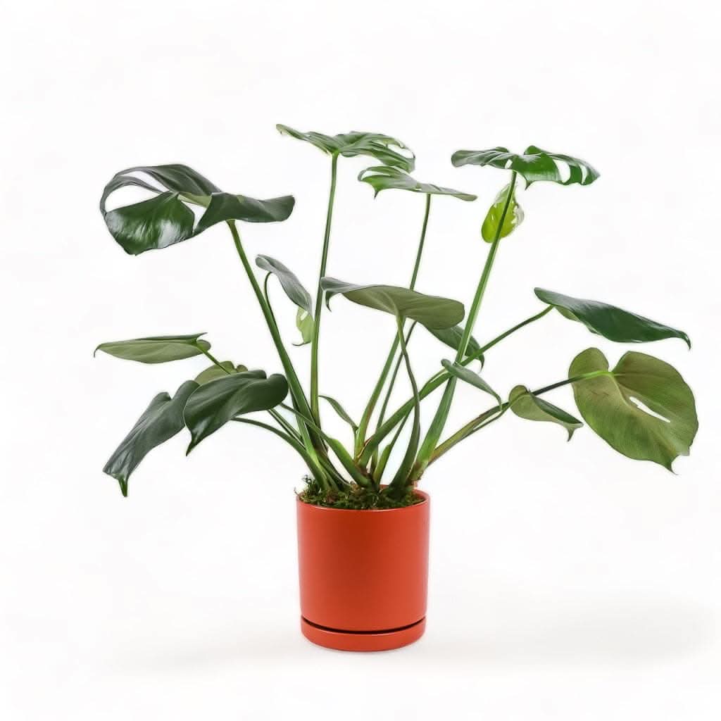 Medium Gemstone Potted Monstera Deliciosa - Green Fresh Florals + Plants