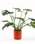 Medium Gemstone Potted Monstera Deliciosa - Green Fresh Florals + Plants