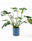 Medium Gemstone Potted Monstera Deliciosa - Green Fresh Florals + Plants