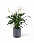 Medium Gemstone Potted Peace Lily - Green Fresh Florals + Plants