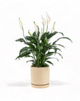 Medium Gemstone Potted Peace Lily - Green Fresh Florals + Plants