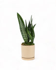 Medium Gemstone Potted Snake Plant - Green Fresh Florals + Plants