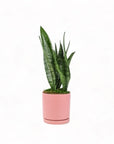 Medium Gemstone Potted Snake Plant - Green Fresh Florals + Plants