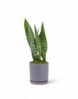 Medium Gemstone Potted Snake Plant - Green Fresh Florals + Plants
