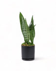 Medium Gemstone Potted Snake Plant - Green Fresh Florals + Plants