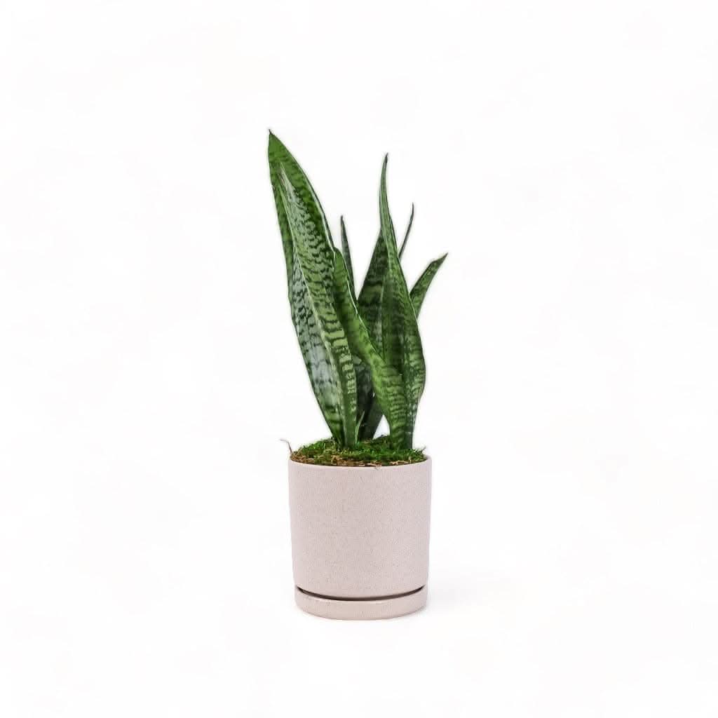 Medium Gemstone Potted Snake Plant - Green Fresh Florals + Plants