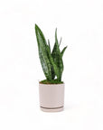Medium Gemstone Potted Snake Plant - Green Fresh Florals + Plants