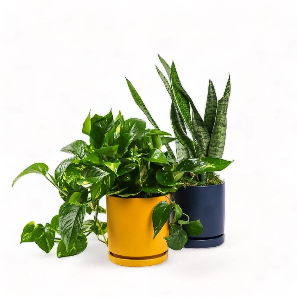 Medium Gemstone Potted Snake Plant - Green Fresh Florals + Plants