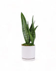 Medium Gemstone Potted Snake Plant - Green Fresh Florals + Plants