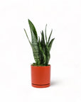 Medium Gemstone Potted Snake Plant - Green Fresh Florals + Plants