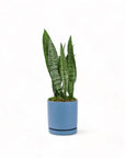 Medium Gemstone Potted Snake Plant - Green Fresh Florals + Plants