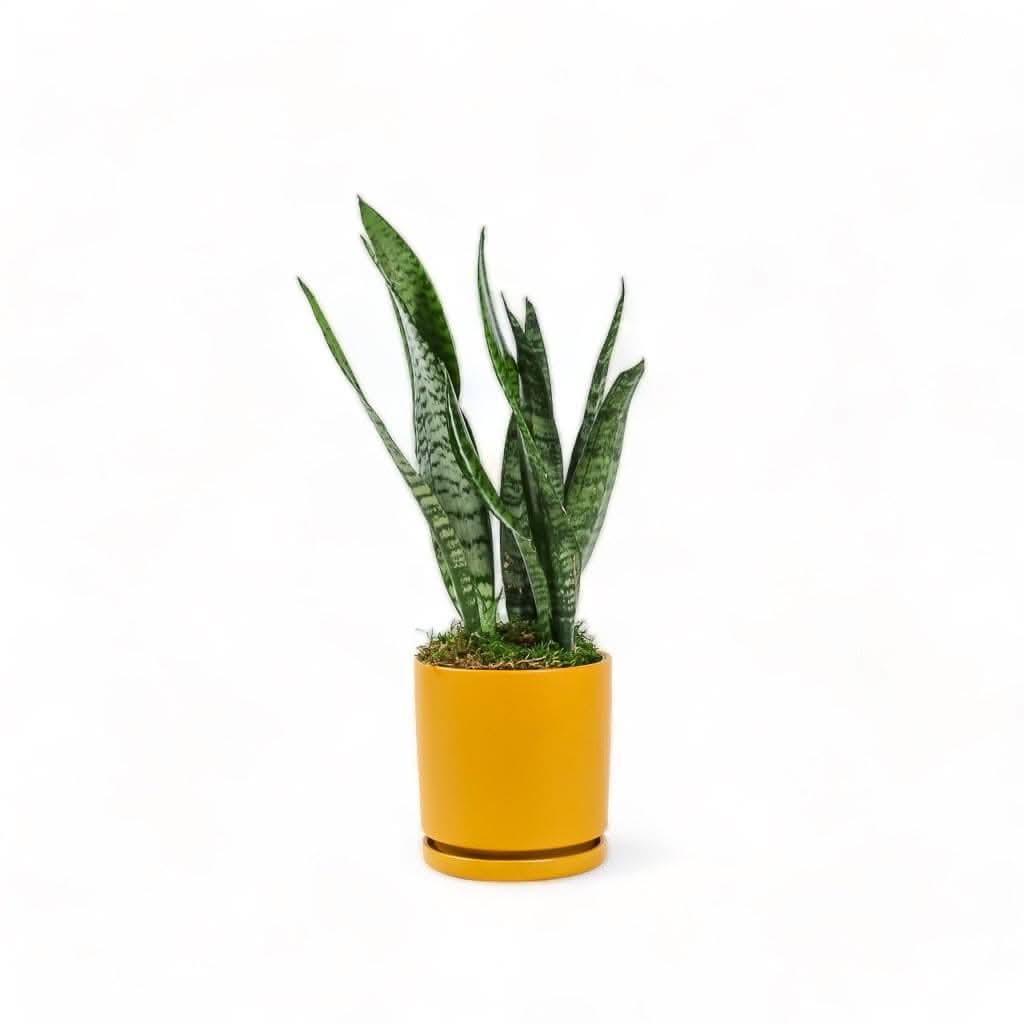 Medium Gemstone Potted Snake Plant - Green Fresh Florals + Plants