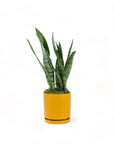 Medium Gemstone Potted Snake Plant - Green Fresh Florals + Plants