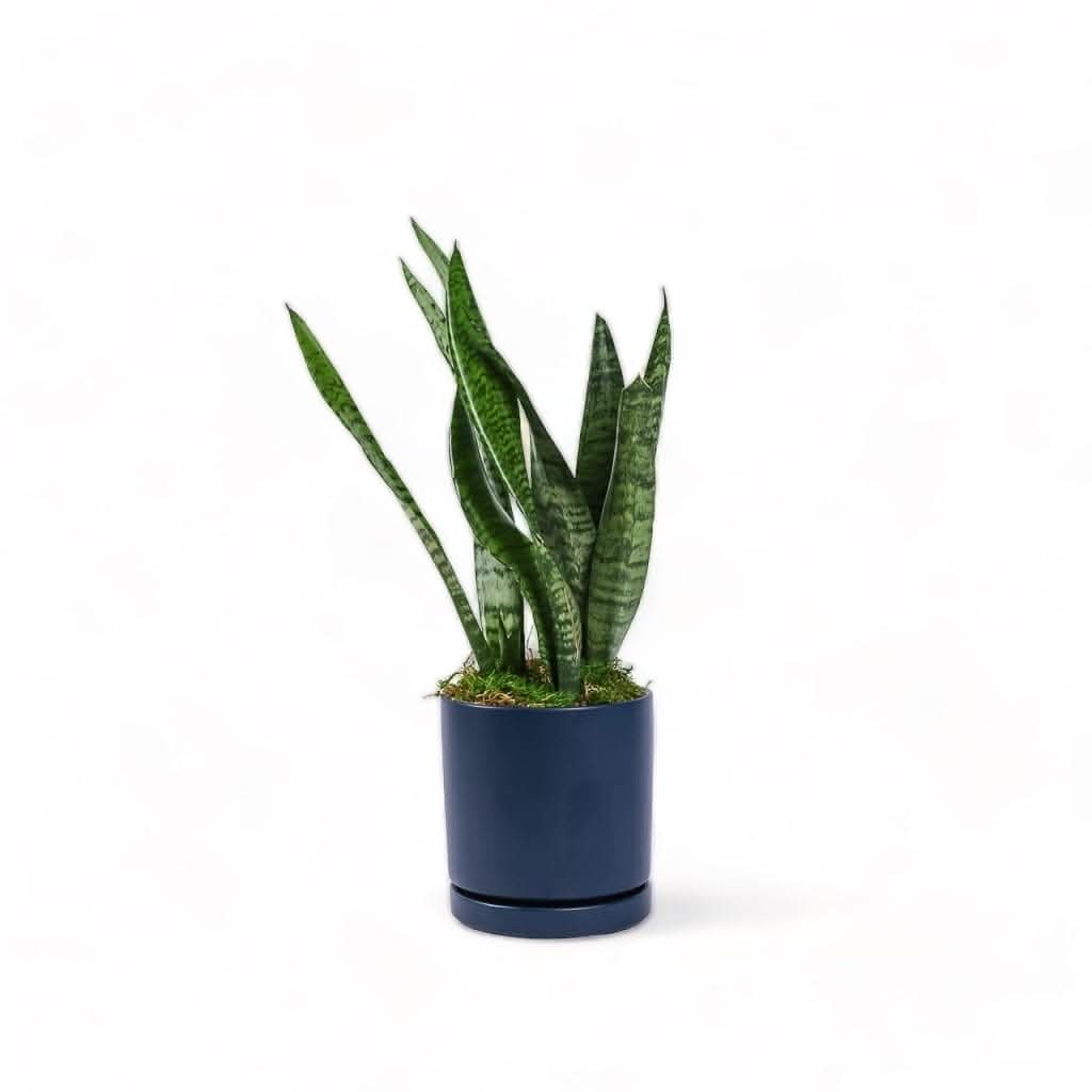 Medium Gemstone Potted Snake Plant - Green Fresh Florals + Plants