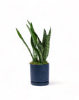 Medium Gemstone Potted Snake Plant - Green Fresh Florals + Plants