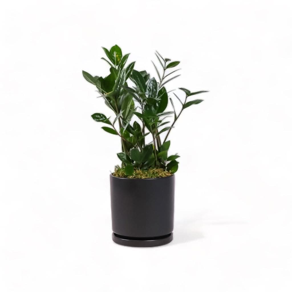 Medium Gemstone Potted ZZ Plant - Green Fresh Florals + Plants